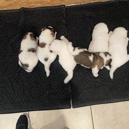 Akita Puppies from Gloe Akita's