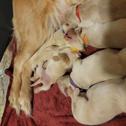 Golden Retriever Puppies from Wild Roost Goldens