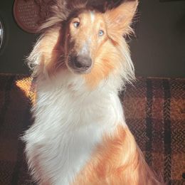 Collies from Maple Lane Collies