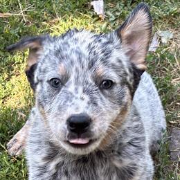 L64-03 Hannon - Blue mottled male Australian Cattle Dog puppy in Sheridan, Oregon from 6pk Cattledogs