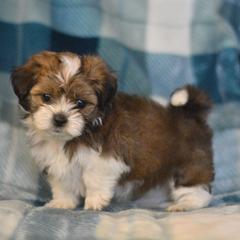 Spring - Brown and white female Shichon puppy in Delta, Colorado from PTK Ranch