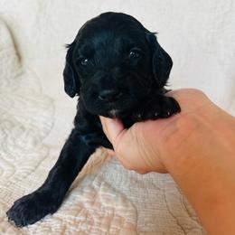 Yellow Green - female Golden Mountain Doodle puppy in Leander, Texas from Olive Grove Doodles