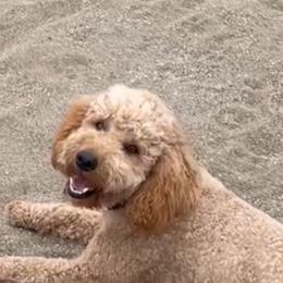 Francis - Goldendoodle