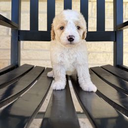 Gavin - Red male Bernedoodle puppy in Corpus Christi, Texas from The Henke Doodles