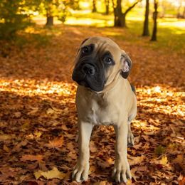 Bullmastiff Puppies from Ambrosia Mastiffs