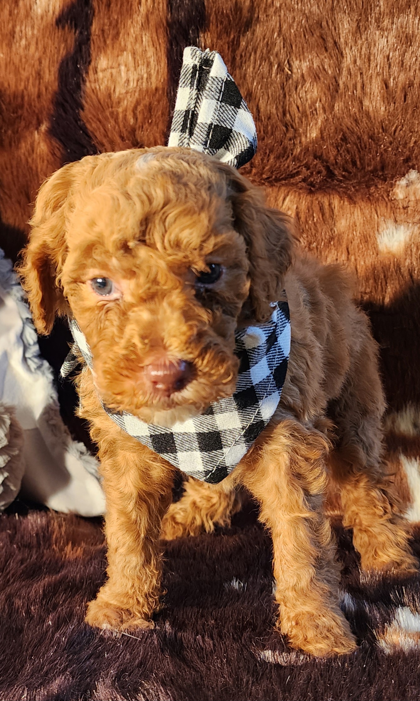 Goldendoodle Puppies from Ds_minidoodles