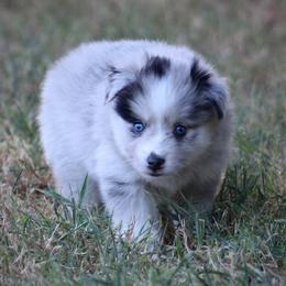 Captain - Merle male Pomsky puppy in Wolfe City, Texas from Susan Warnock