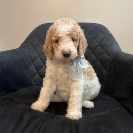 Switzerland - Parti female Poodle puppy in New Britain, Connecticut from Poodles of New England