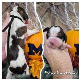 Frankenstein - Liver white and tan male English Springer Spaniel puppy in Freeland, Michigan from McNally's Springer Spaniels