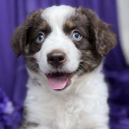 Virginia - Red tri female Miniature Australian Shepherd puppy in Granbury, Texas from Jubilee Acres