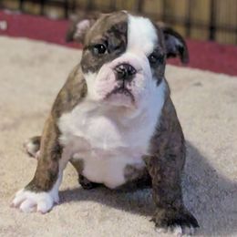 Levi - Red brindle and white male Bulldog puppy in South Carolina from Heritage Bulldogs
