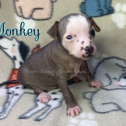 Chihuahua and Chinese Crested Puppies from Western Kentucky Chihuahua’s and Chinese Crested’s