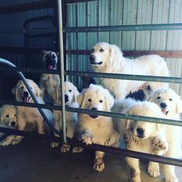 Aussiedoodle, Colorado Mountain Dog, and Corgipoo Puppies from Stone Table Ranch/STR Just Doodle It