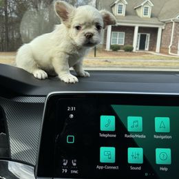 Zero - French Bulldog puppy from Felicia's French Bulldogs