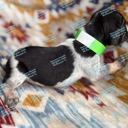Mini - Blue ticked and tan female Bluetick Coonhound puppy in Mount Pleasant, Texas from Harmons Hounds