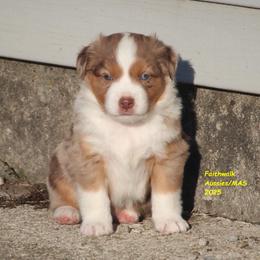Flurry - full tail - Blue merle male Miniature American Shepherd puppy in Hillsdale, Michigan from Faithwalk Aussies and Mini American Shepherds