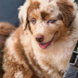 Ragnar - Red merle male Australian Shepherd puppy in Tuscola, Texas from Rockin D Ranch