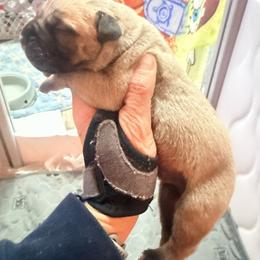 Curly - Fawn male Bullmastiff puppy in Gaston, Indiana from Fernandes’ Guardians Bullmastiff and French Bulldogs