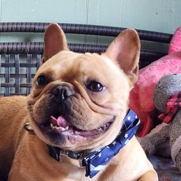 Duncan - French Bulldog