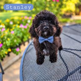 S t a n l e y - male Cavapoochon puppy in Bullard, Texas from Cavapoochon Central LLC
