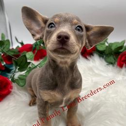 Link - Fawn male Companion Cross puppy in Chino Valley, Arizona from Dachshund Family Love Breeders