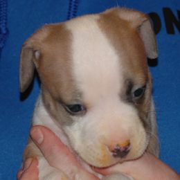 Girl 3 - Blue fawn American Pit Bull Terrier puppy in Roy, Washington from Ivie League Kennel