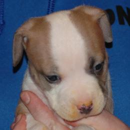 Girl 3 - Blue fawn American Pit Bull Terrier puppy in Roy, Washington from Ivie League Kennel