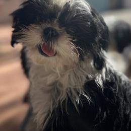 Destiny - Black and white female Shih Tzu puppy in El Prado, New Mexico from Maison Petit Lion