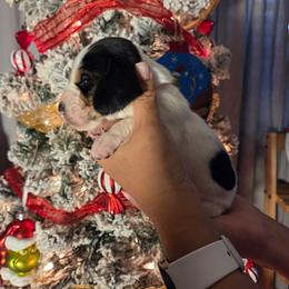 Samantha 2700.00 - Black brown and white female Basset Hound puppy in Denison, Texas from Emma Lou's Baby Bassets