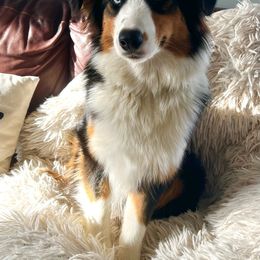 Lucy - Australian Shepherd