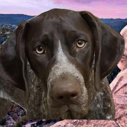 Dreamer - German Shorthaired Pointer