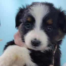 HOPE - Black tri female Toy Australian Shepherd puppy in Norwood, Missouri from Looney Farm’s Toy & Mini Aussies