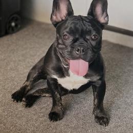 Pickles - French Bulldog