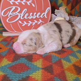 Red Merle Male - Red merle male Australian Shepherd puppy in Crossville, Alabama from Bluff View Aussies