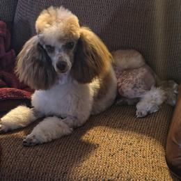 Tilly - Parti female Poodle puppy in Arkansas from Brew House