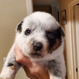 Half mask with eye liner - Blue speckled male Australian Cattle Dog puppy in Lenoir, North Carolina from Blue Coyote Ranch