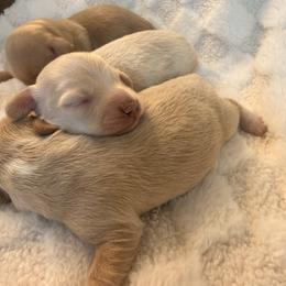 Louie - Cream male Dachshund puppy in Mc Donough, Georgia from Hot Diggity Doxies
