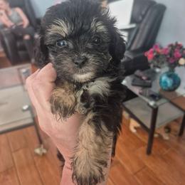 George - Black & white male Maltipoo puppy in Everett, Washington from Meadows Ranch