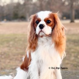 Dutton - Cavalier King Charles Spaniel