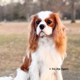 Dutton - Cavalier King Charles Spaniel