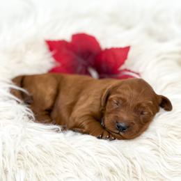 Lilo - Red  female Goldendoodle puppy in Davison, Michigan from Dreaming Doodles