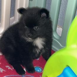 Emma - Black female Pomeranian puppy in Ocala, Florida from Roxy's Pomeranian Puppies