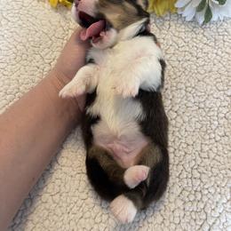 Pembroke Welsh Corgi Puppies from MG Corgis