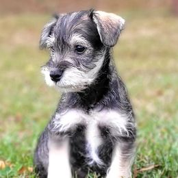 Miniature Schnauzers from Claddagh Paws