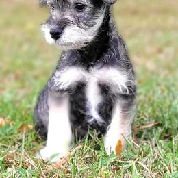 Miniature Schnauzers from Claddagh Paws