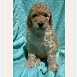 Second choice male - Apricot male Goldendoodle puppy in Sterling, Connecticut from Justine’s Retrievers and Doodles, LLC