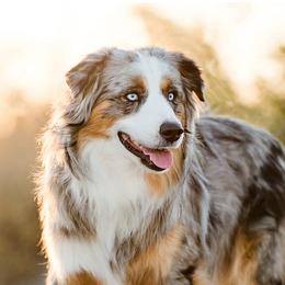 Topaz - Miniature American Shepherd
