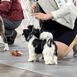 "Puppy Best in Show Ring" Biewer Terrier Puppies from Allure Biewer Terriers
