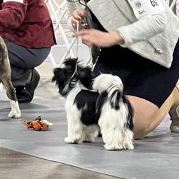 "Puppy Best in Show Ring" Biewer Terrier Puppies from Allure Biewer Terriers