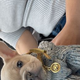 French Bulldog Puppies from Heartfelt Kennels